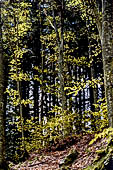 Parco delle Foreste Casentinesi.